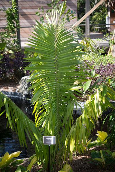 cohune palm