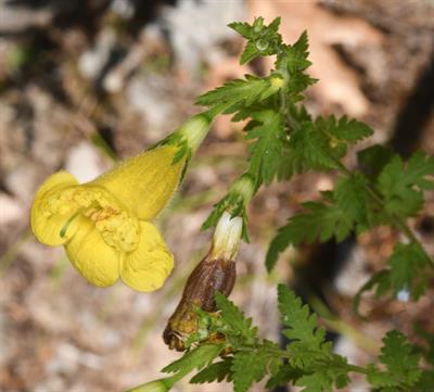 Aureolaria pedicular