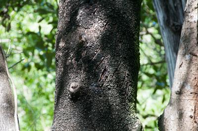 Avicennia germinans
