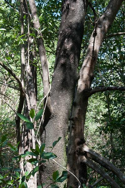 black mangrove