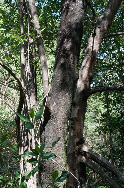 Black Mangrove