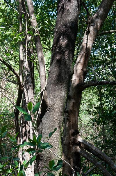 Avicennia germinans - حرا سیاه