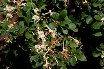 Rhododendron 'Weston's