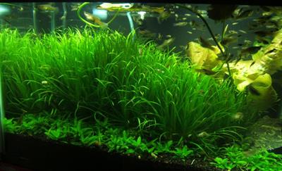 BLYXA