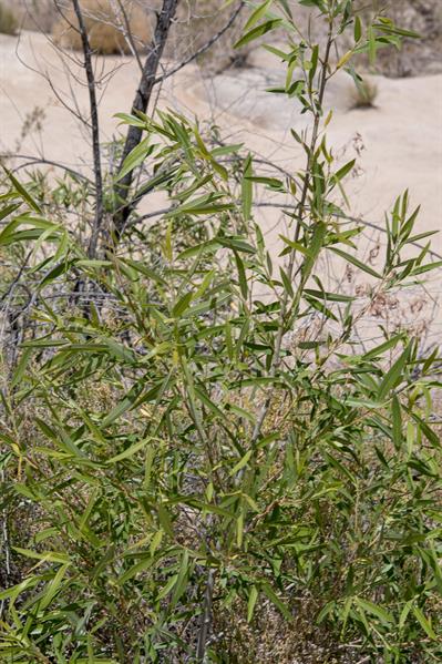 Baccharis salicifolia (Ruiz & Pav.) Pers.