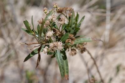 Baccharis salicifoli