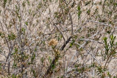 باکاریس بیدی (مول‌فت)