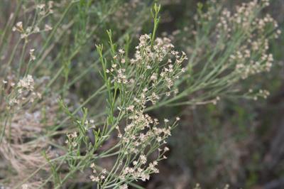 Baccharis sarothroid