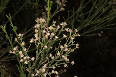 Baccharis sarothroid