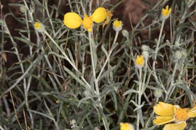 Baileya pauciradiata