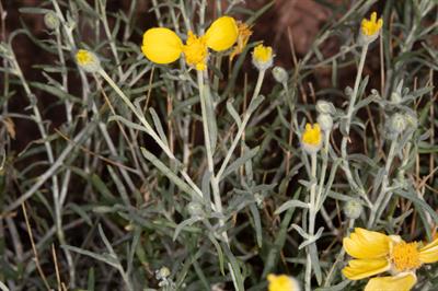 Baileya pauciradiata - همیشه‌بهار بیابانی کم‌پَر