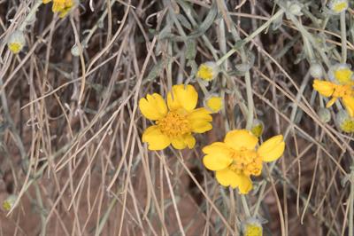 Baileya pauciradiata