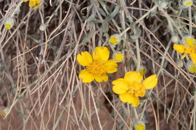 Baileya pauciradiata - همیشه‌بهار بیابانی کم‌پَر