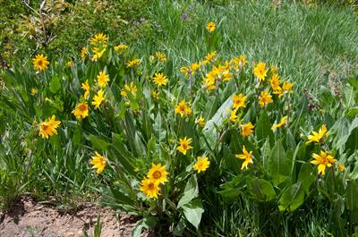 Balsamorhiza sagitta