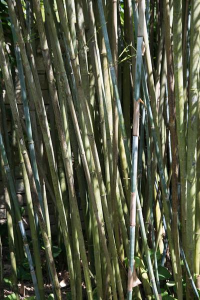 white bamboo