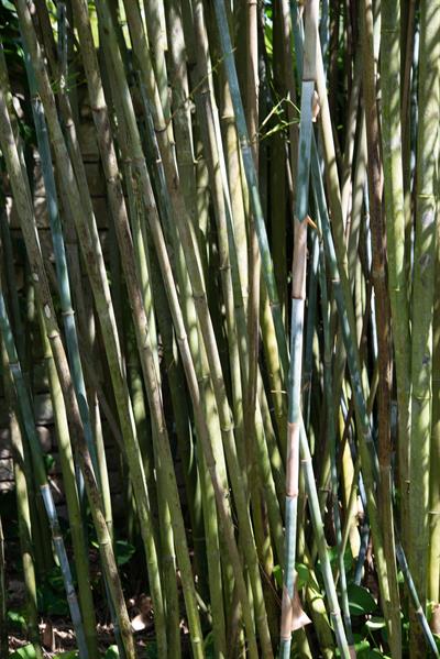 Tropical blue bamboo