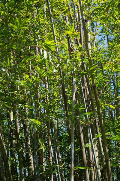 Tropical Blue Bamboo
