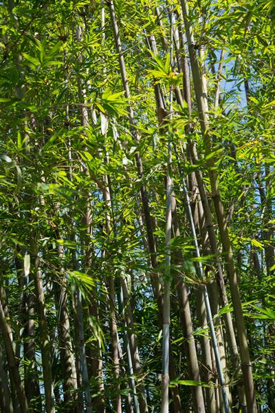 بامبو آبی گرمسیری