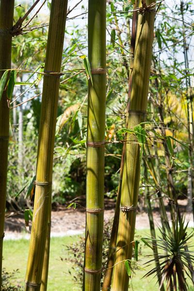 Oldham’s bamboo