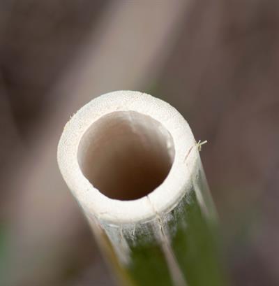 Bambusoideae