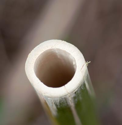 Bambusa multiple