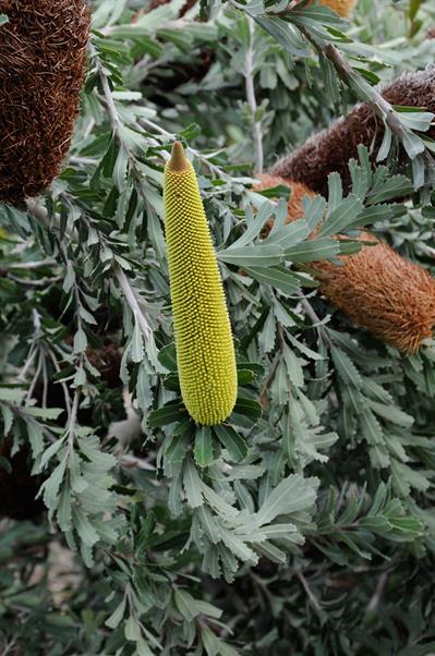 Banksia