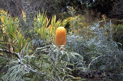 Banksia ashbyi