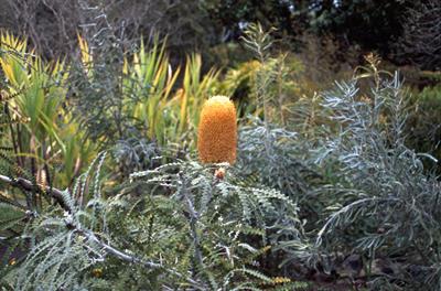 Banksia ashbyi f