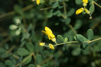 Baptisia tinctoria - نیل وحشی زرد