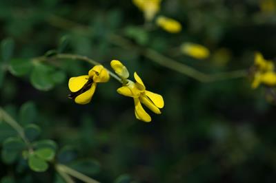 Baptisia tinctoria - نیل وحشی زرد