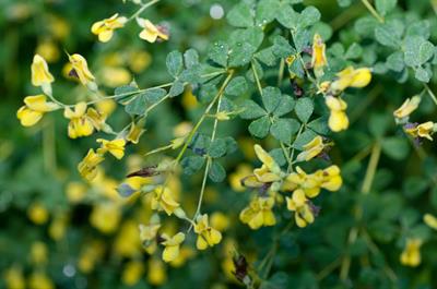 Baptisia tinctoria - نیل وحشی زرد