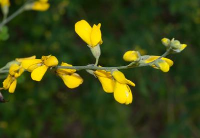 از خانواده Fabaceae