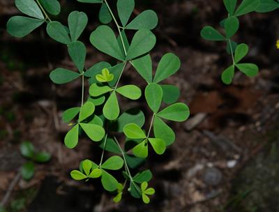 نیل وحشی زرد