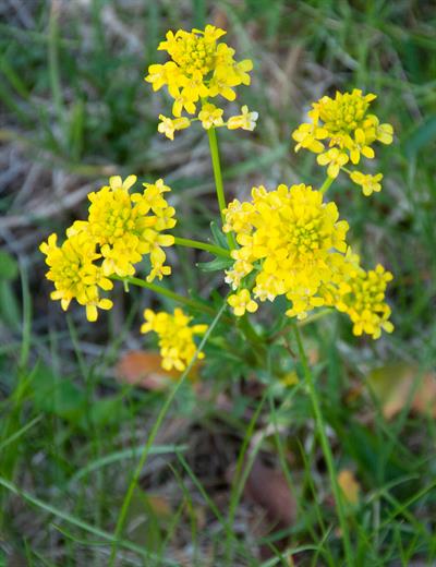 Barbarea vulgaris
