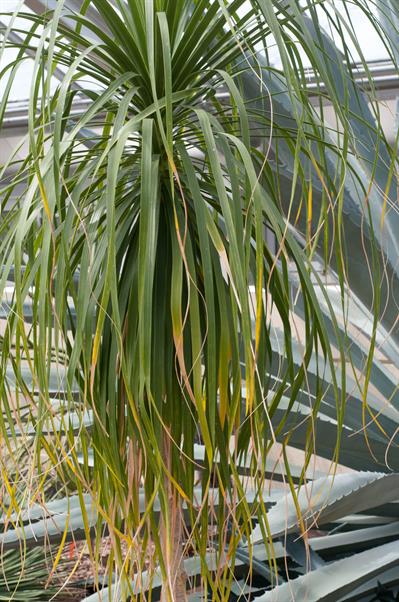 Beaucarnea recurvat