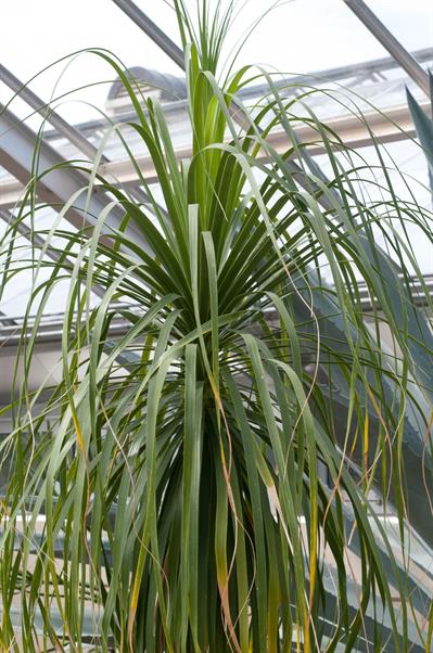Beaucarnea recurvata