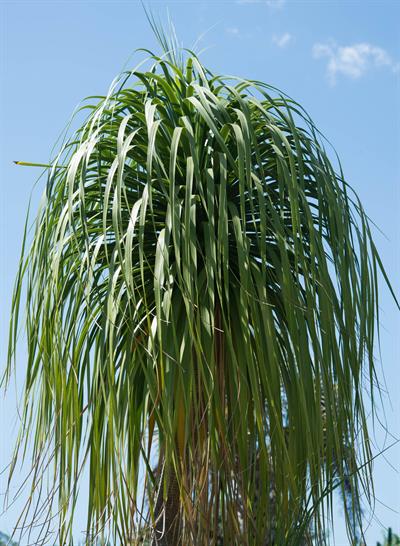 Beaucarnea recurvata - لیندا