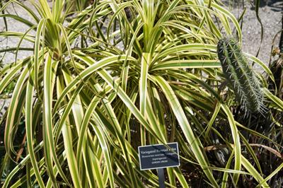 Beaucarnea recurvata - لیندا