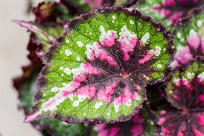 Begonia