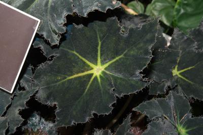Begonia Black Velvet