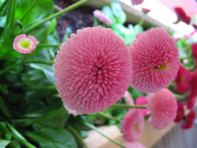 Bellis