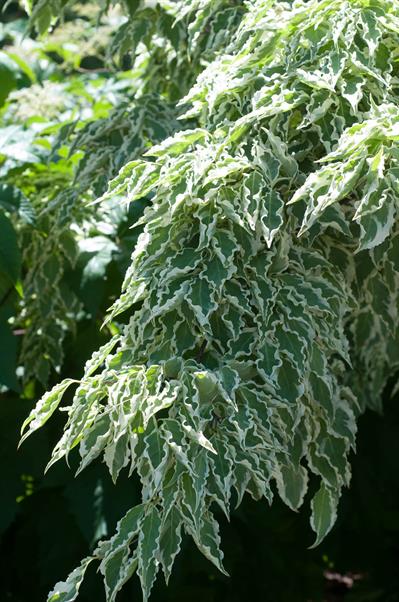 Benthamidia japonica - داگ‌وود ژاپنی