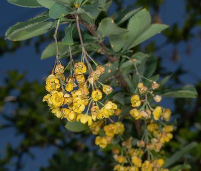 Berberis koreana - زرشک کره‌ای