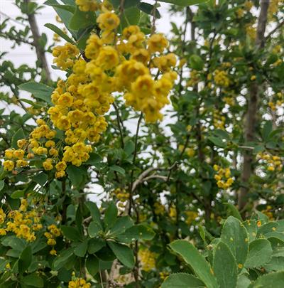 Korean barberry