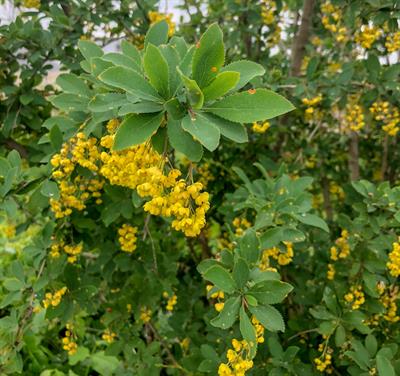 Berberis koreana