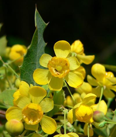 Mahonia nevinii