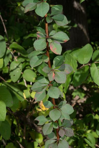Berberis thunbergii - زرشک زینتی