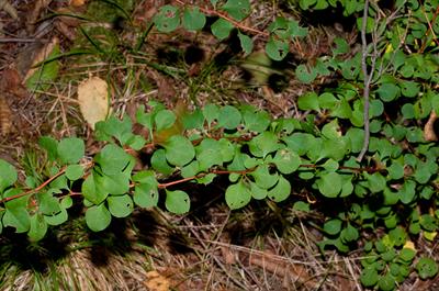 Berberis thunbergii - زرشک زینتی
