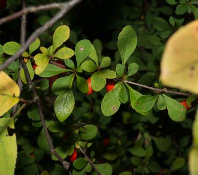 Berberis thunbergi