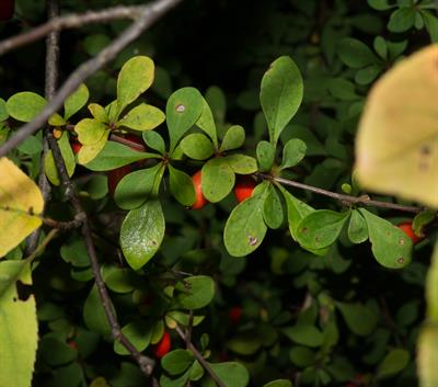  Berberis thunbergii